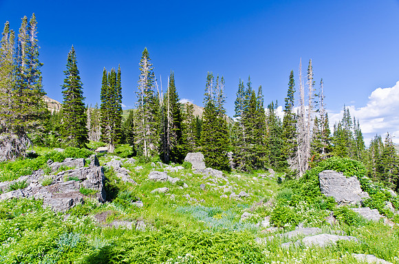 Albion Basin Hike-August 2011-38